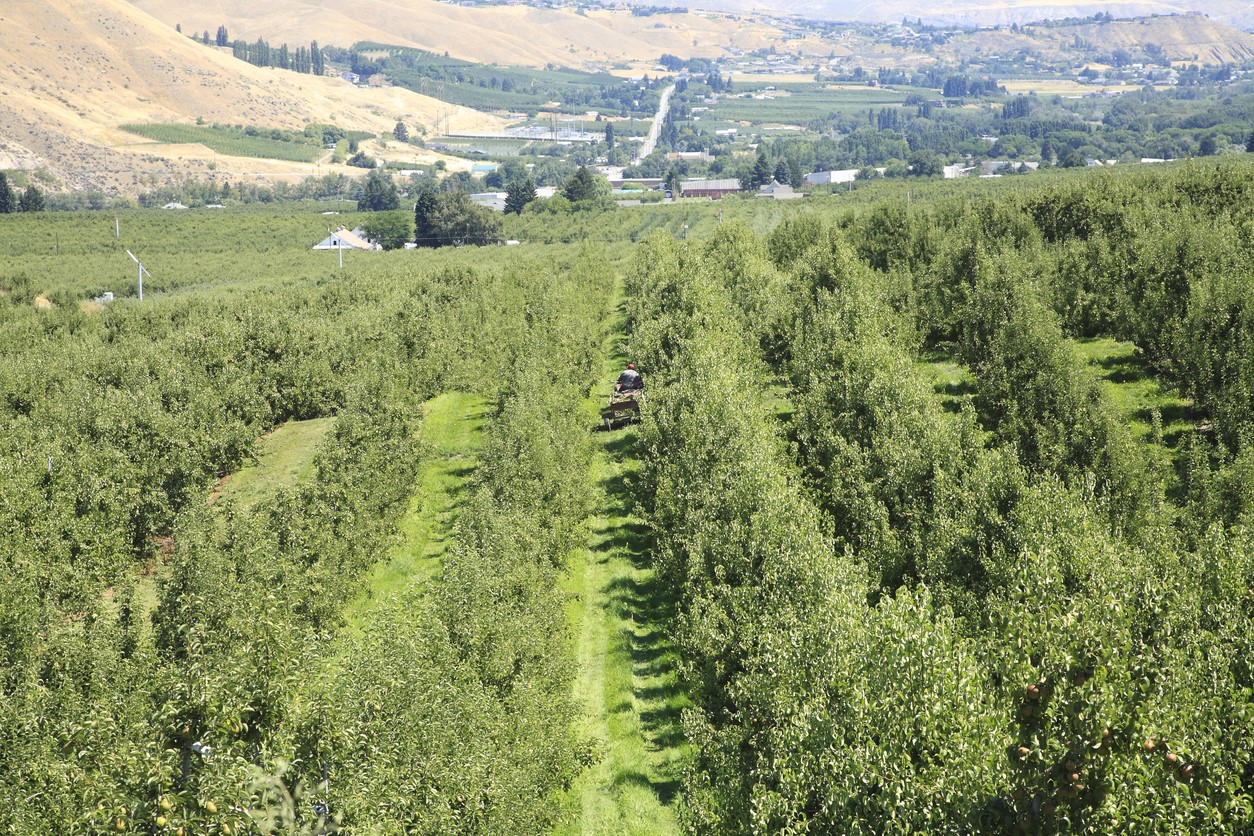 Aerial view of a pear orchard in Wenatchee washington