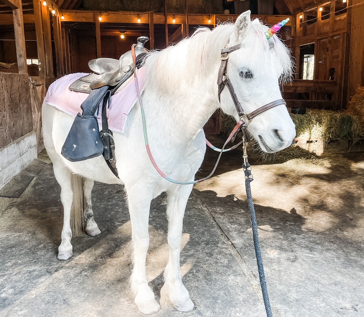A white pony stands in a barn with a rainbow unicorn horn on her head wearing a saddle at Pivot Farm among sweet family farms to visit near Seattle