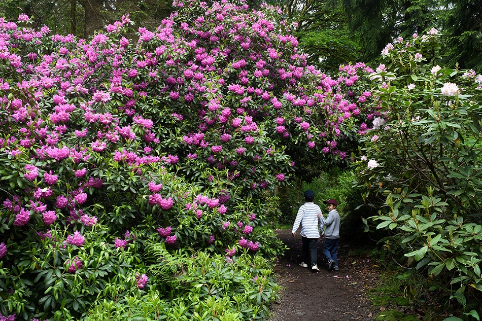 Boys stroll through Point Defiance Park's beautiful rhododendron garden in Tacoma