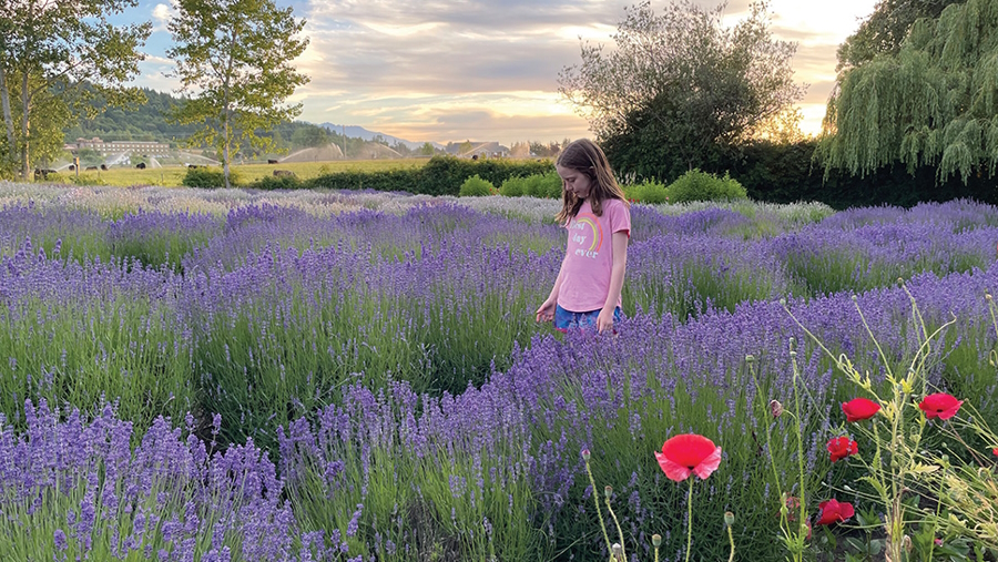 "Purple Haze Lavender flower farm Seattle"