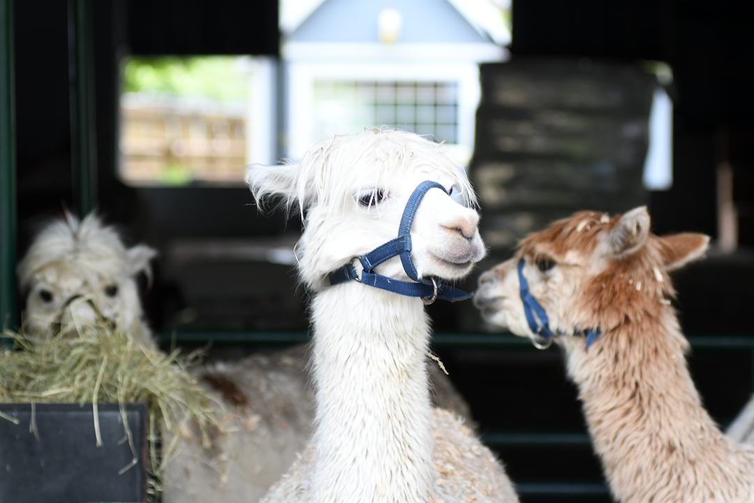 Admire the alpacas and other animals during a visit to Remlinger Farms Fun Park