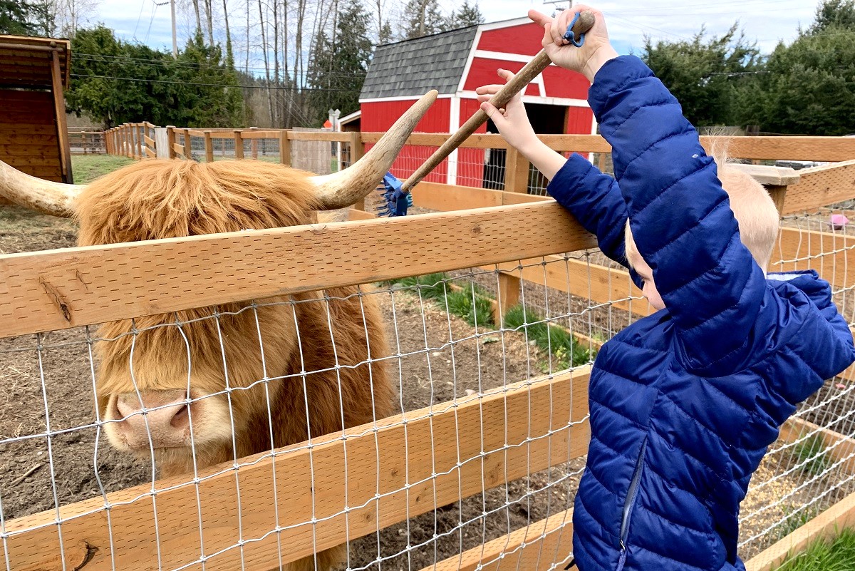 A boy visiting Sammamish Animal Sanctuary reaches over the fence to scratch the back of a sweet cow named Frilly