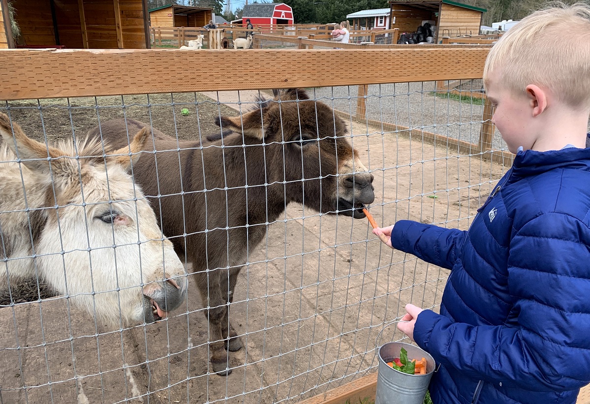 A boy in a blue jacket feeds treats to cute donkeys who are residents of Sammamish Animal Sanctuary a fun place to visit with kids near Seattle