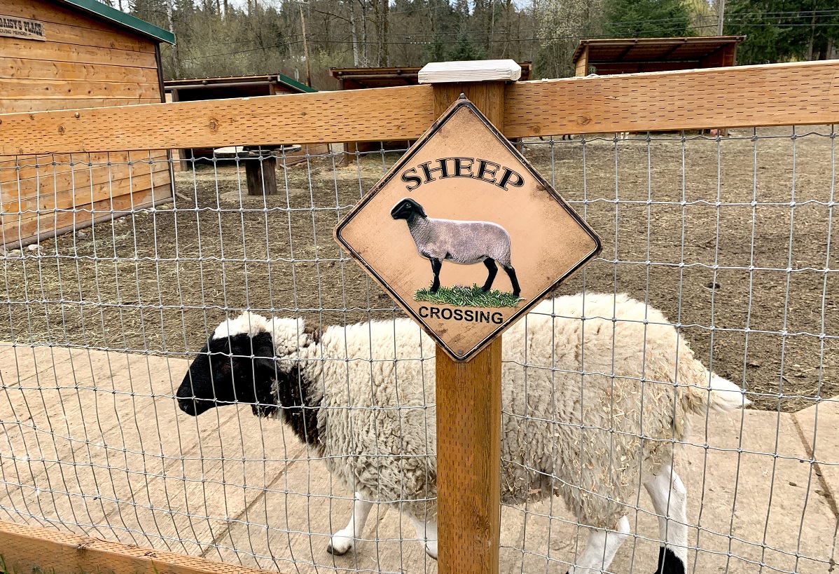 A sheep at Sammamish Animal Sanctuary walks behind a sign that says Sheep Crossing