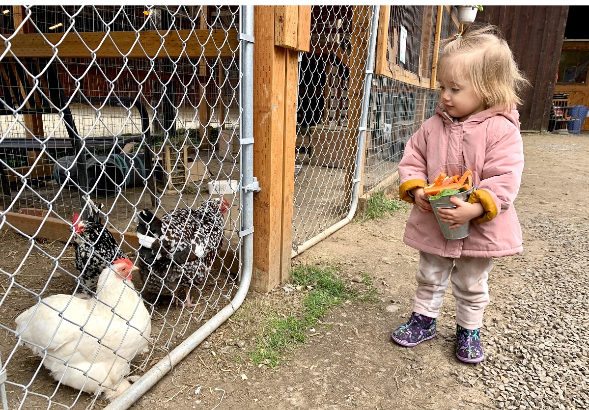 A young girl in a pink coat holds a small bucket of fruit and veggies to feed to the resident animals at Sammamish Animal Sanctuary near Seattle