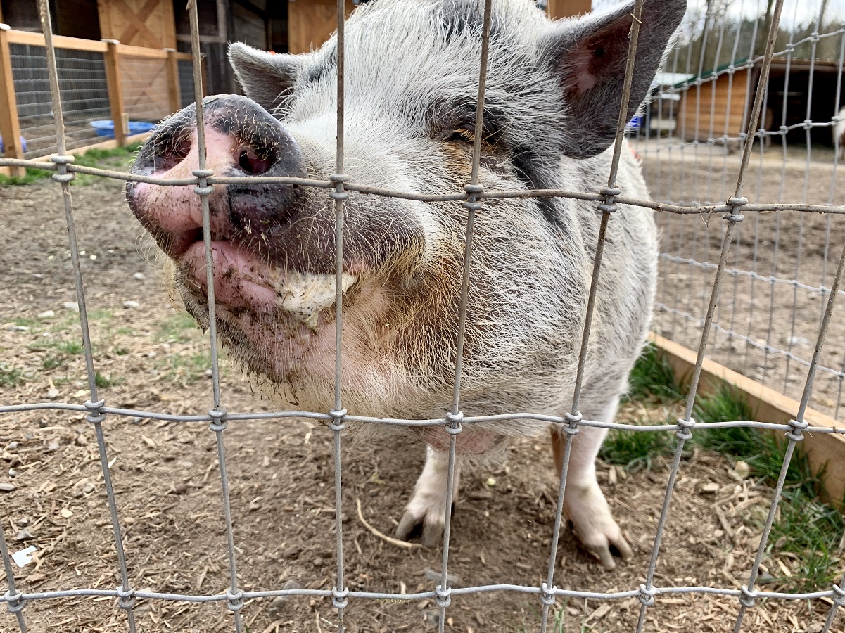 A large happy pig stands near the edge of her pen to greet visitors at Sammamish Animal Sanctuary