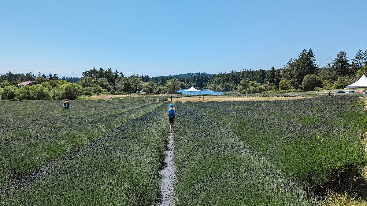 San Juan Islands family activities include visiting a lavender farm, kayaking and tide pooling