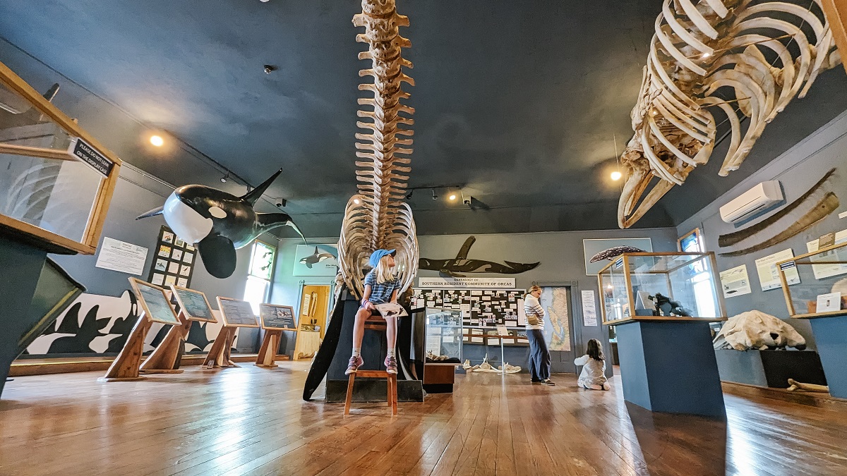 Learn about whales at the San Juans’ whale museum in Friday Harbor