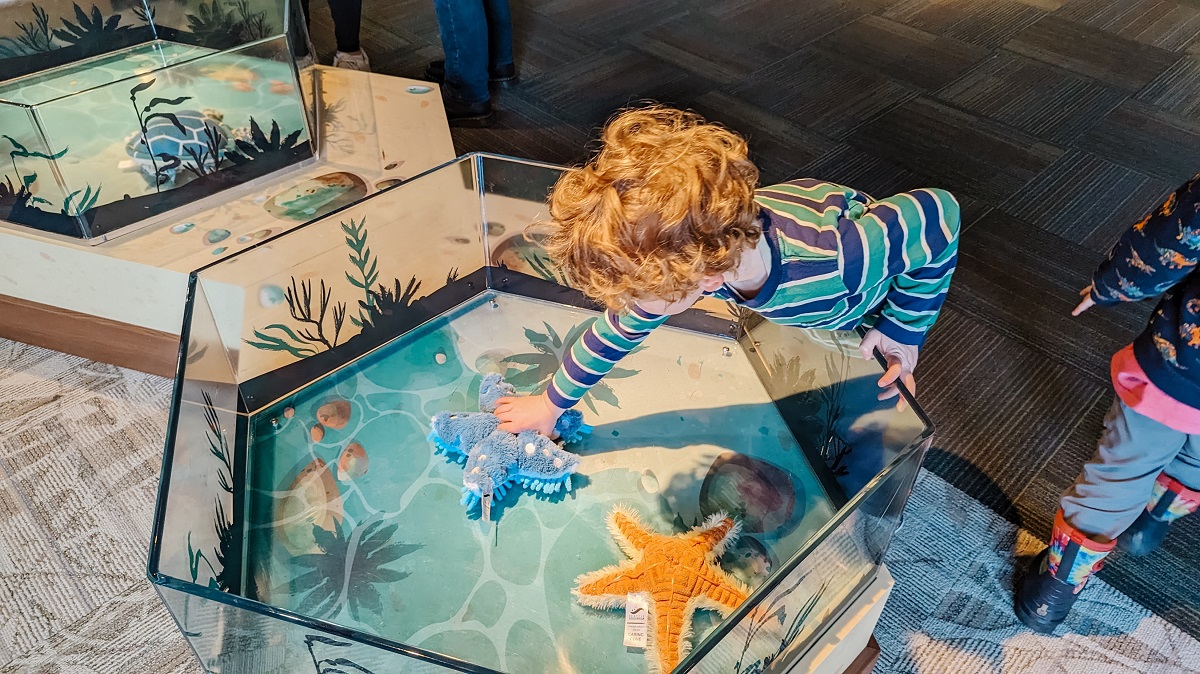A boy reaches into a pretend touch tank to touch a sea star at the refreshed Caring Cove play area at Seattle Aquarium