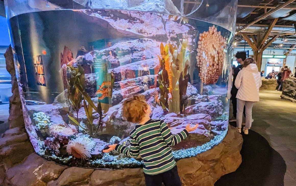 A young boy gets a close look at animals in a circular tank during a visit to the Seattle Aquarium