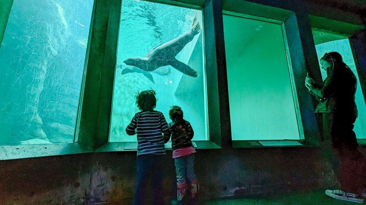 Kids get an underwater view of marine mammals at the Seattle Aquarium