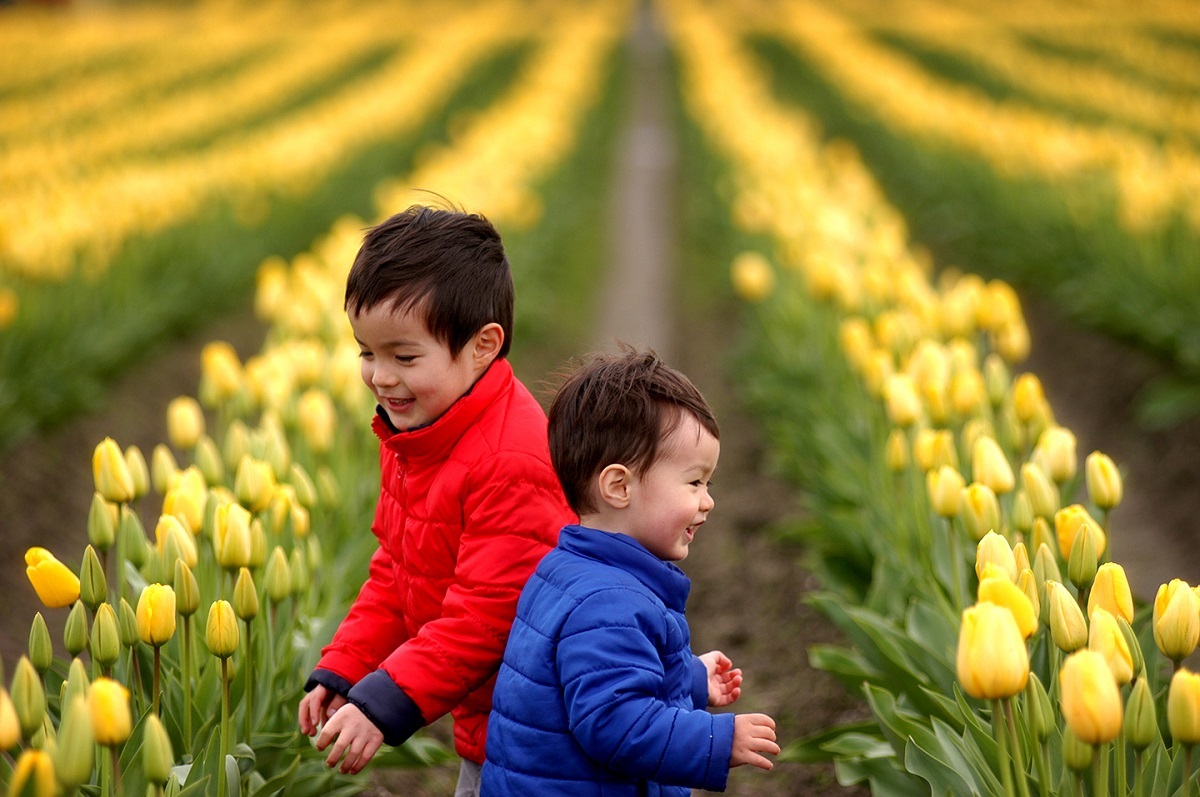 Two young boys brothers in winter jackets play in the flower fields during the annual April Skagit Valley Tulip Fesitval in Washington
