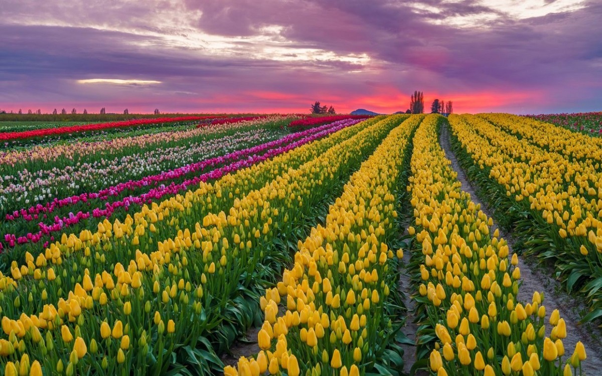 The main tulip field at Tulip Town a Skagit Valley Tulip Festival destination in Washington State guide for families