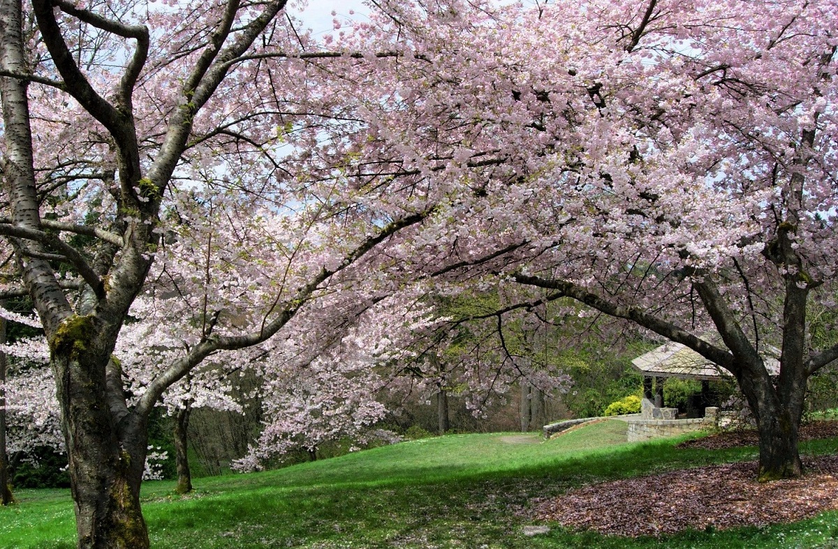 Wander among cherry blossoms and other spring flowers at the Washingotn Park Arboretum. Credit: Hugh Millward/Flicker CC