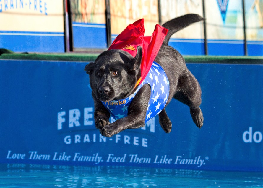 A black dog competing in a DockDogs show at the Washington State Spring Fair sails through the air toward a water tank