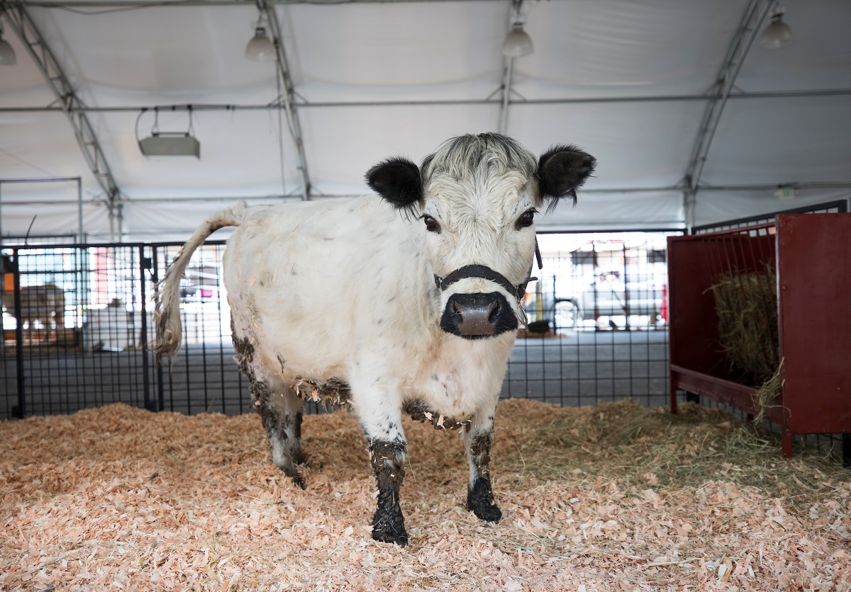 Sweet looking white cow at the Washington State Spring Fair guide for families image credit Patrick Hagerty