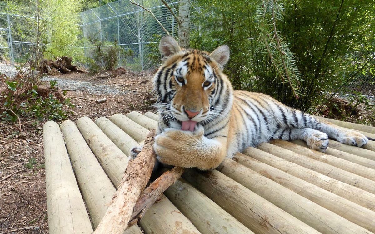 A tiger resident at Shelton, Washington’s Wild Felid Advocacy Center animal sanctuaries Seattle families can viist