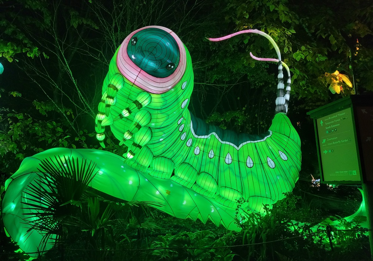a happy green worm is among the animal lanterns on view at Seattle's Woodland Park Zoo WildLanterns show winter 2022