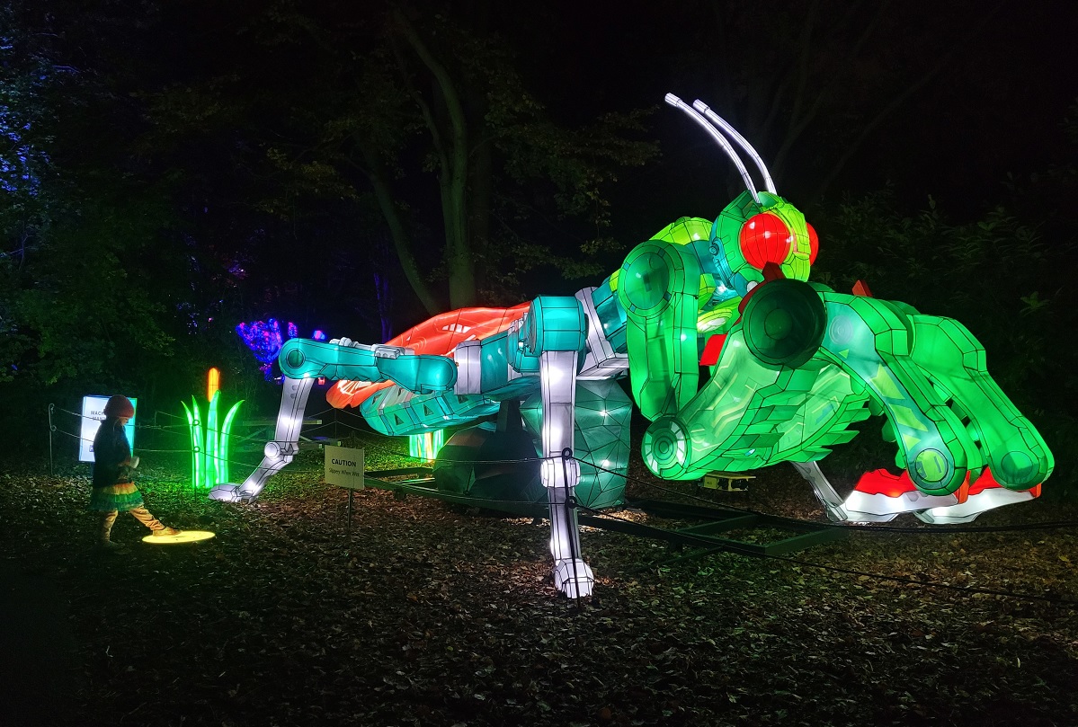 A young girl activates a giant praying mantis lantern at Woodland Park Zoo's 2022 WildLanterns winter light show