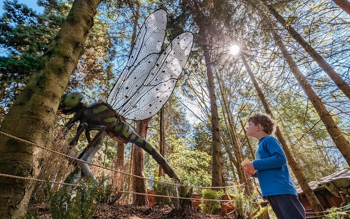 View from below of the darner dragonfly at Woodland Park Zoo's new temporary exhibit called A Bug's Eye View