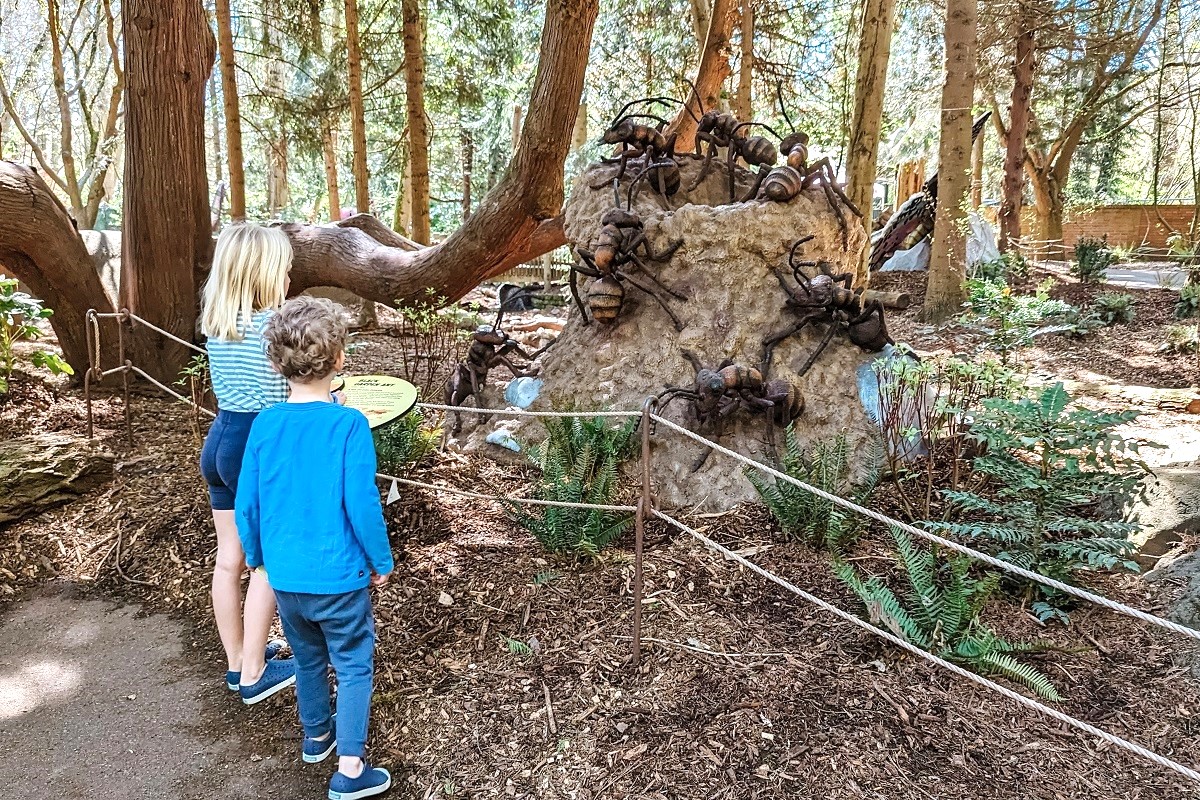 Kids learn about garden ants at A Bug's Eye View, new special exhibit at Seattle's Woodland Park Zoo
