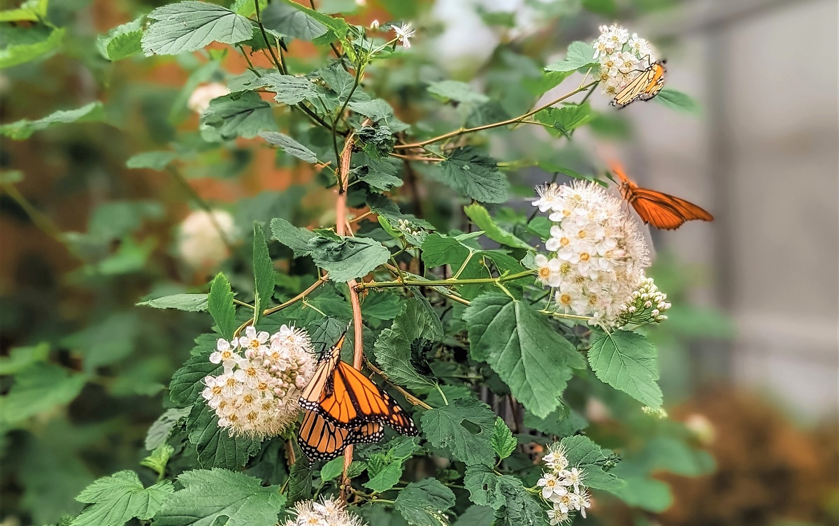 Butterflies having a snack on their favorite flowers at the Molbak’s Butterfly Garden now open at Woodland Park Zoo