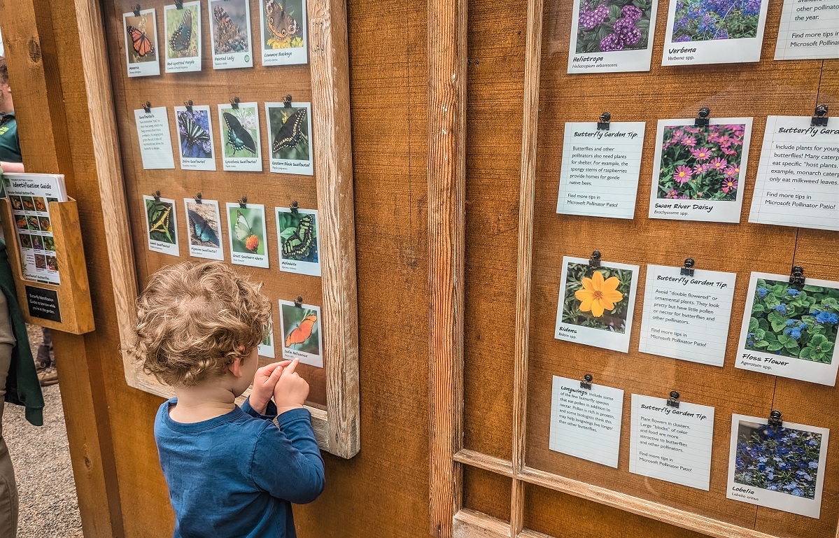 Check the board of butterflies and see if you can find all the different kinds in the butterfly garden
