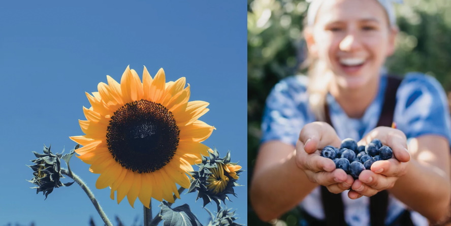 "sunflower from Bailey farm and girl holding handful of blueberries"