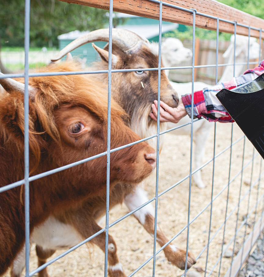 "child hand petting a goat through a fence"