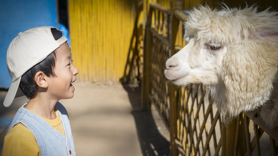 "Boy smiling at an alpaca on a family farm vacation"
