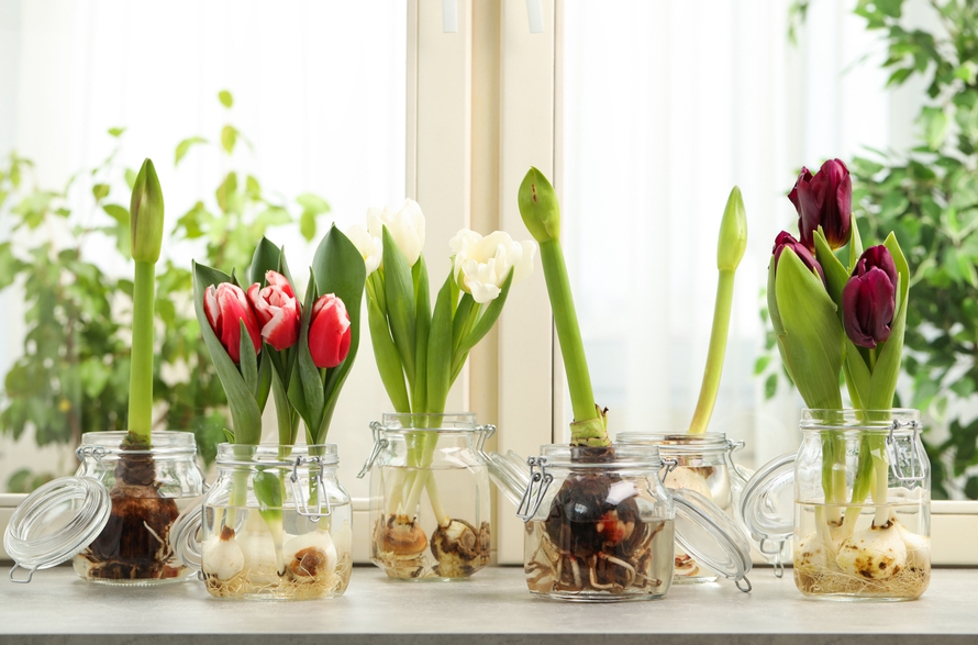 "Flowers growing from bulbs in glass containers sitting near a window"