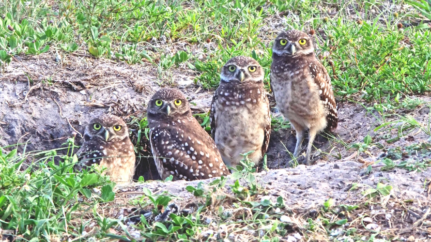 "burrowing owls best earth day movies for kids"