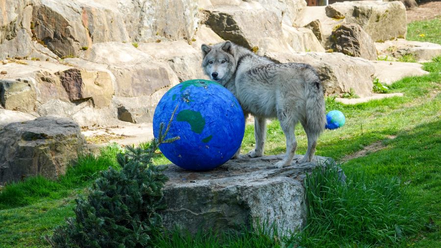 Celebrate with the animals at Cougar Mountain Zoo
