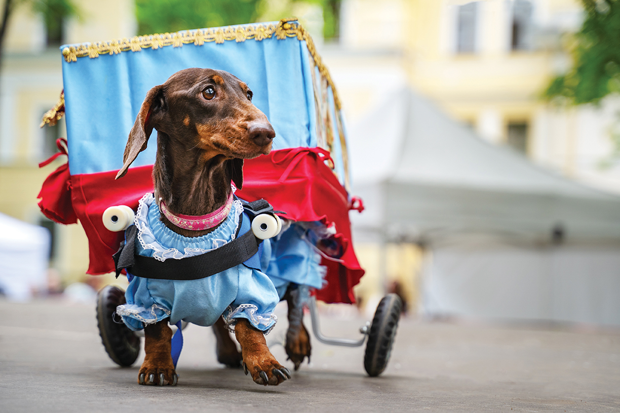 "Small dog wearing a costume pulling a small carriage"