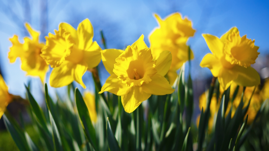 "Beautiful daffodils with a sunny sky. Things to do in Seattle"