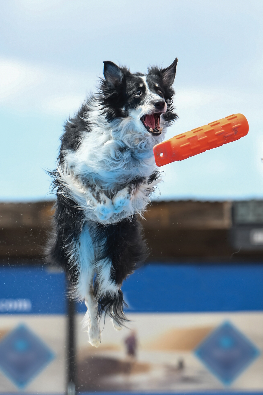 "Dog leaping in the air to catch an orange toy in its mouth"