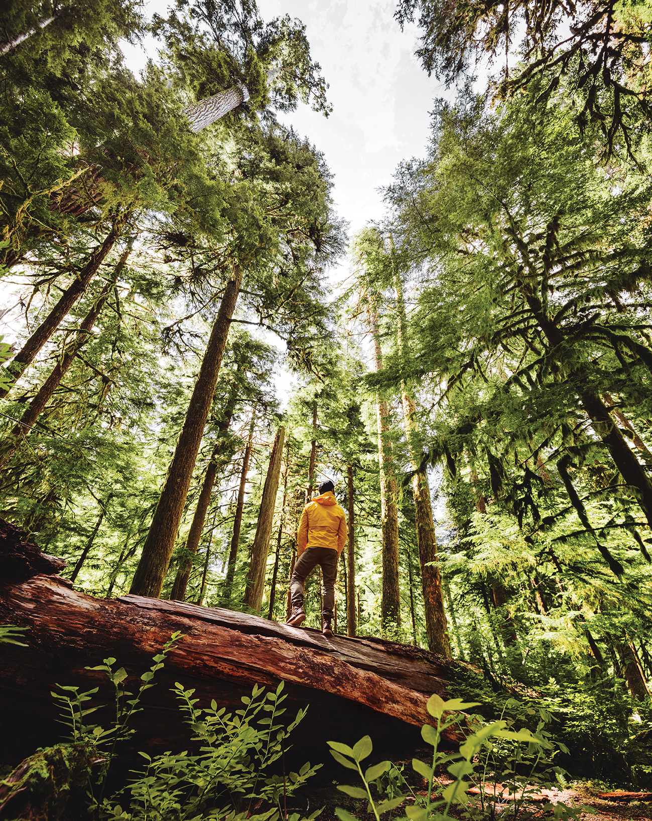 "Hiker wearing a yellow jacket standing on a fallen tree in the Hoh rain forest"