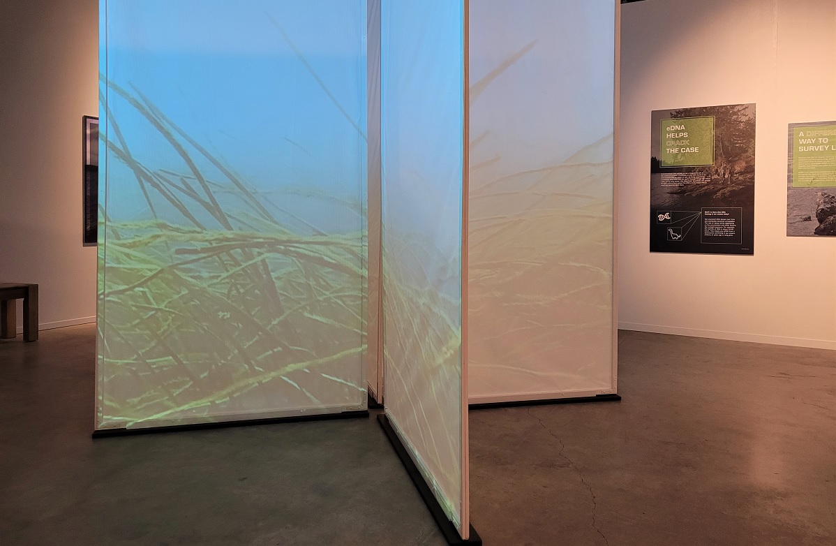 Eel grass video display part of Burke Museum Life in One Cubic Foot