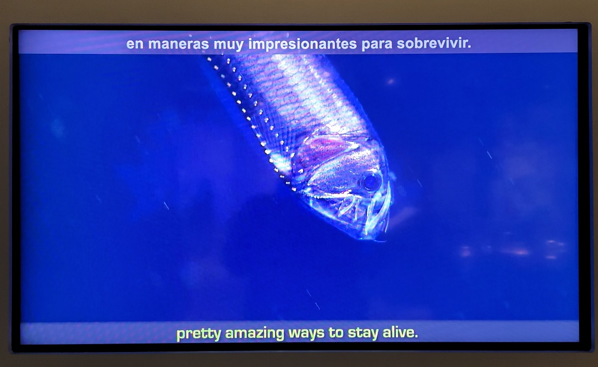 Still from a video showing creatures from the midwater, the ocean life underneath the surface part of Life in One Cubic Foot Burke Museum exhibit