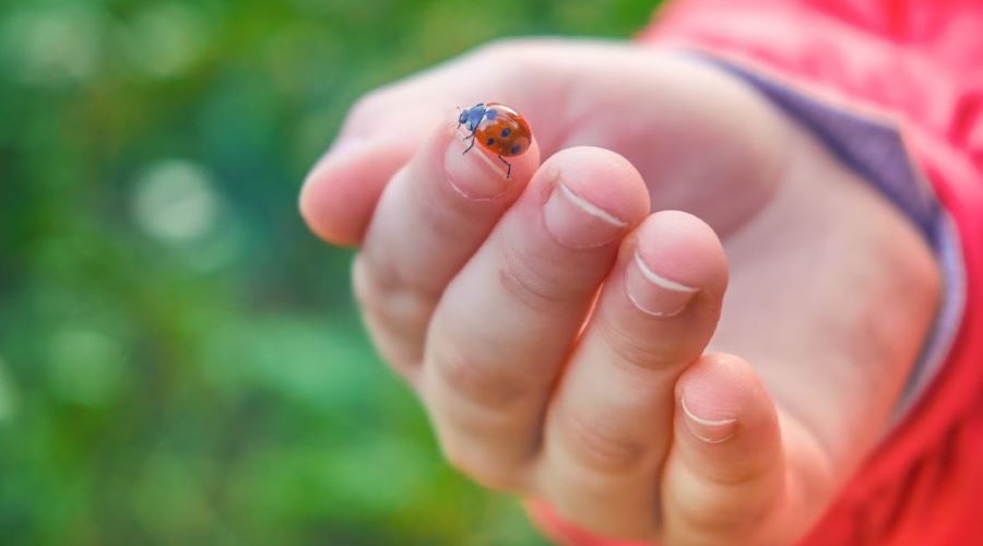 Lady bugs will be let loose at Garfield Community Center Garden for Earth Day