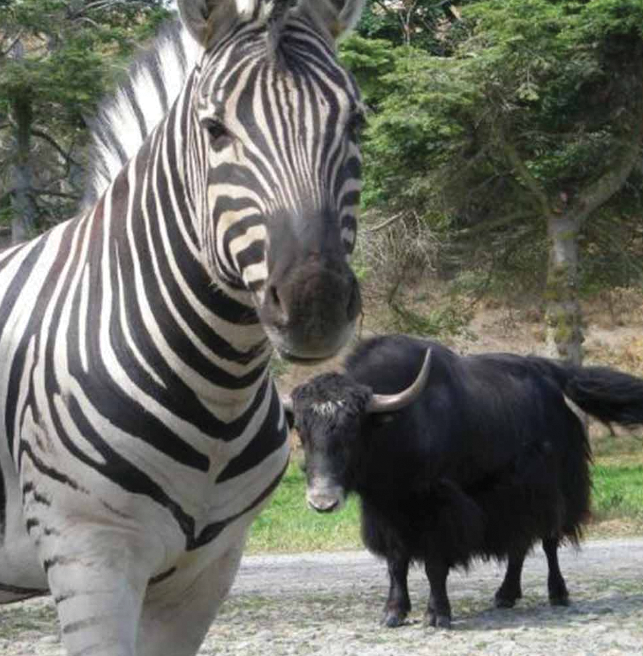 "A zebra and buffalo at Olympic Game Farm"