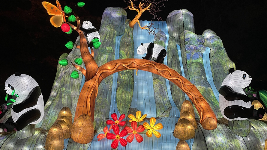 "Panda wall at WildLanterns 2023 at Woodland Park Zoo"