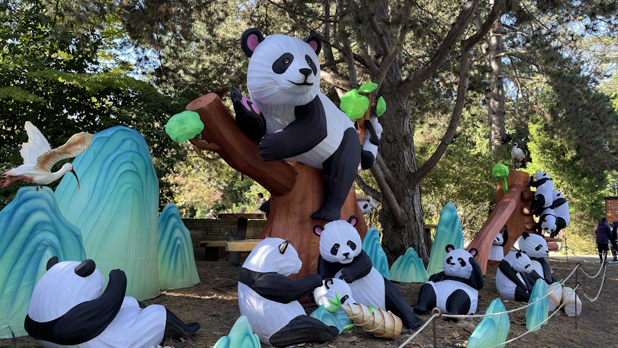"Panda lanters at Widlanters at Woodland Park zoo 2023"