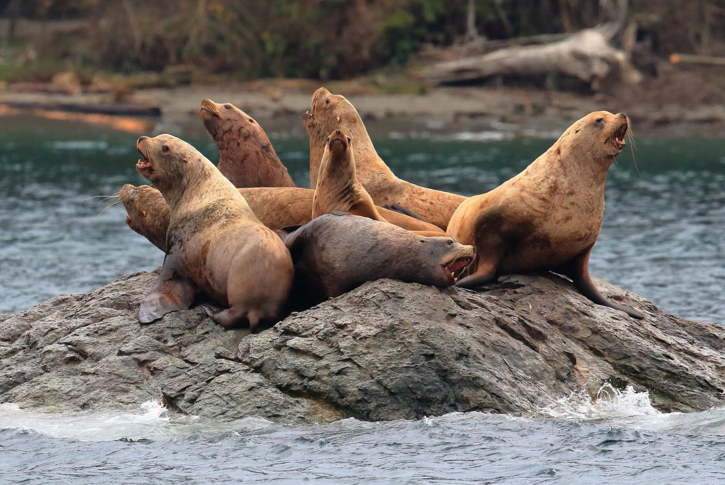 "Seals sitting on a rock in the Puget Sound"