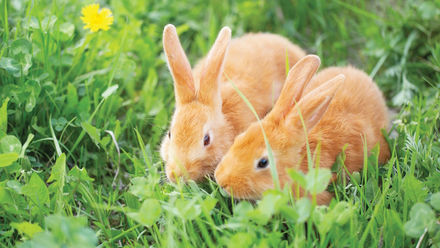 "Two brown bunnies sitting in the grass. Things to do in Seattle."