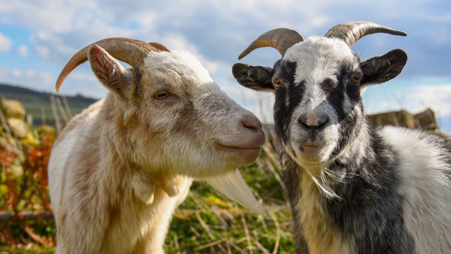 "Two cute goats at a family farm stay"