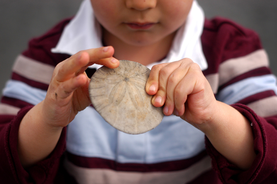 seabrook sand dollar