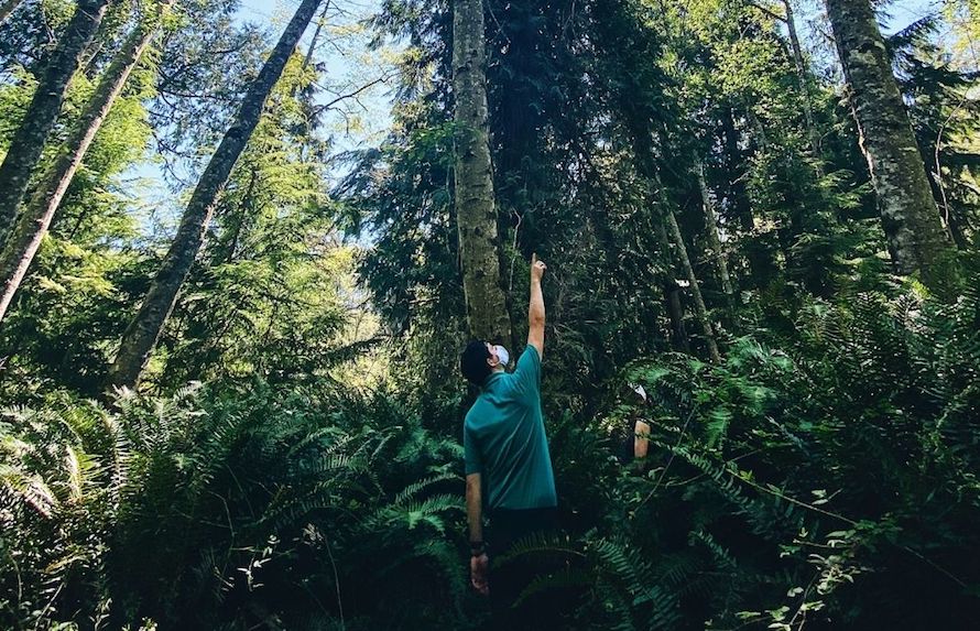 nature guide pointing upward surrounded by evergreen trees