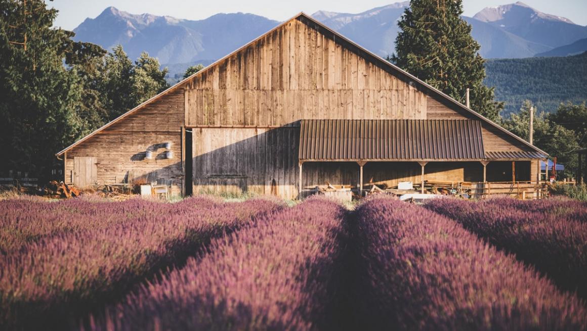 View of B&B Family Farm lavender fields with barn and Olympic Mountains in the background best lavender fields around Washington