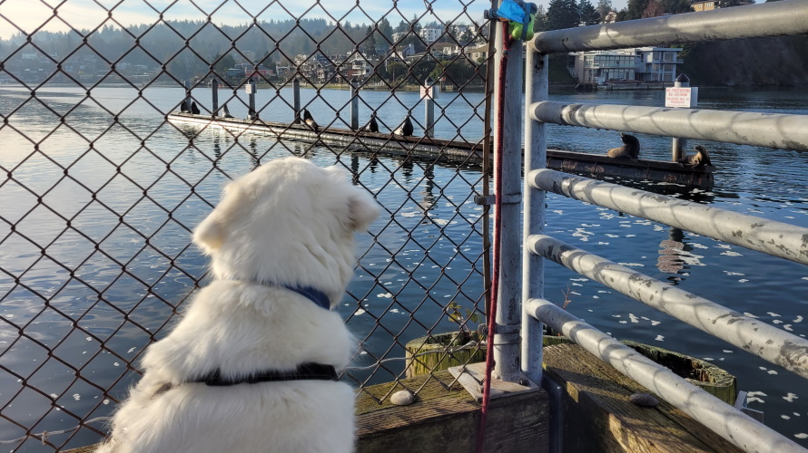 Dog-watching-sea-lions